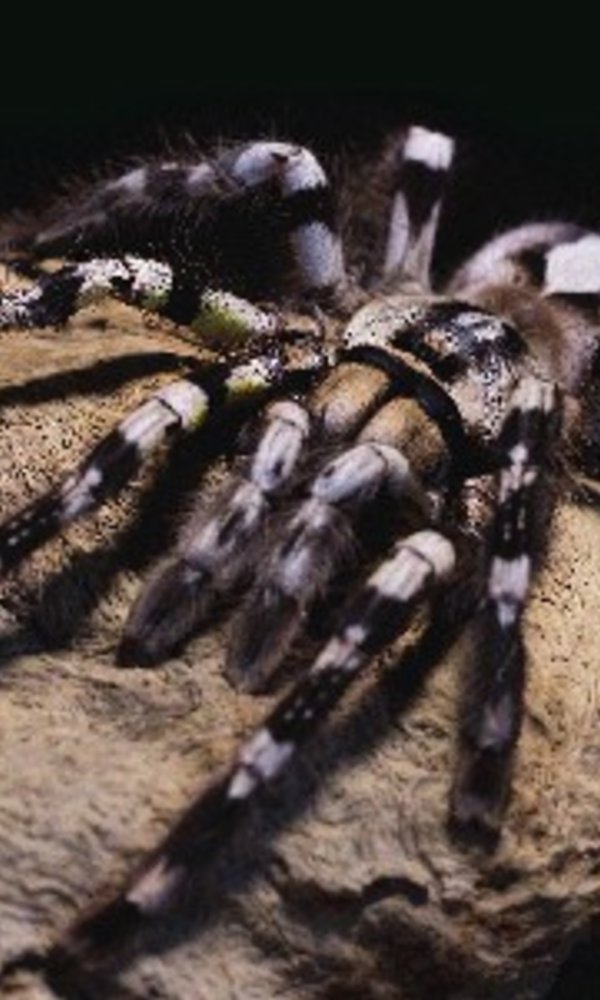 Viagem mundo aranhas 1 600 1000