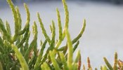 salicornia