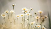 kristine_cinate_pflhlrorvx0_unsplash