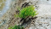 plantas_da_ria