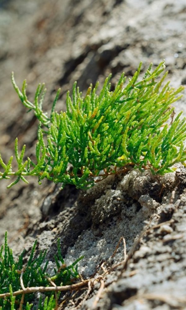 plantas_da_ria