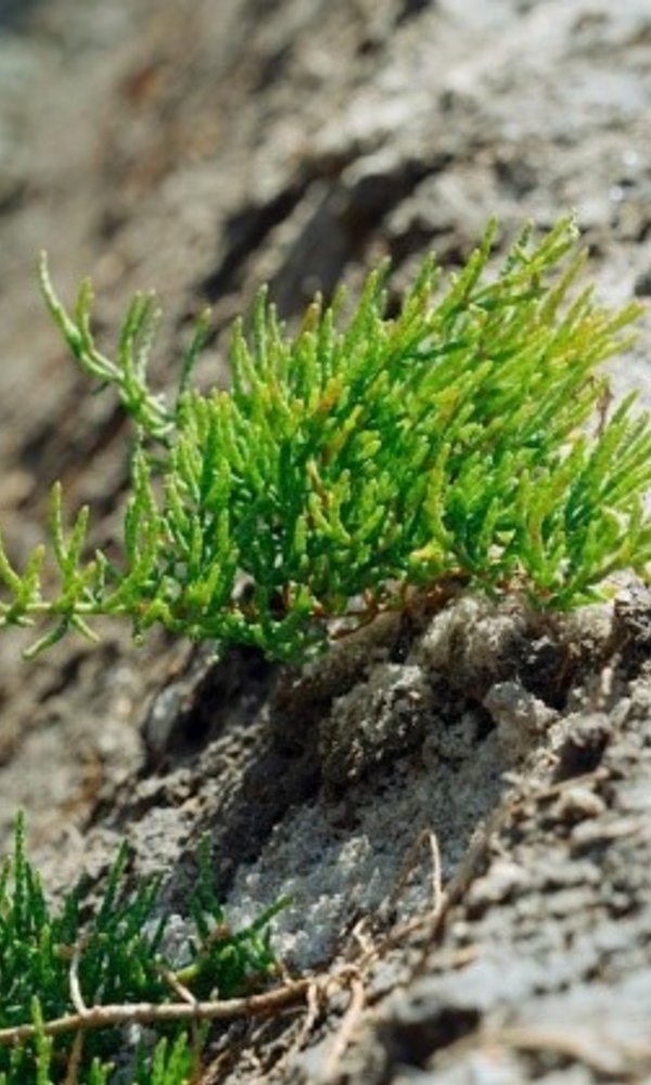 plantas
