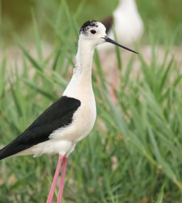 as_aves_das_salinas_1