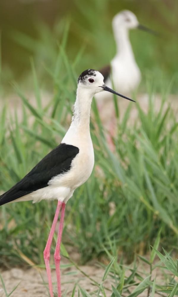as_aves_das_salinas_1