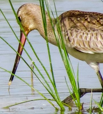 obs_aves_1