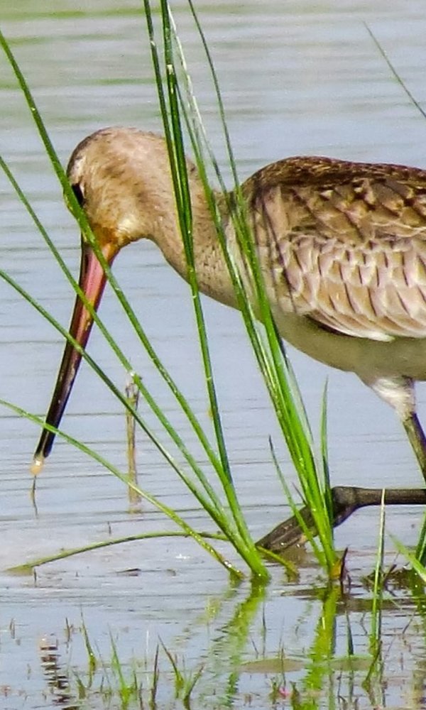 obs_aves_1