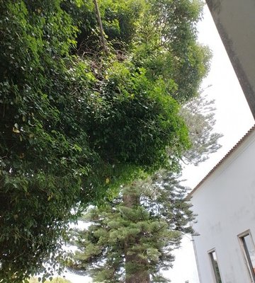 araucaria_cerca_outona_na_pintura_1