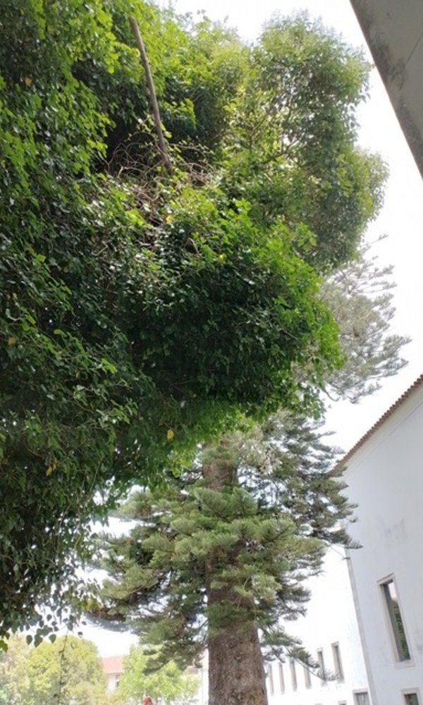 araucaria_cerca_outona_na_pintura_1