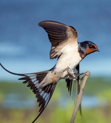vincent_van_zalinge_pardal_azul_marron_1