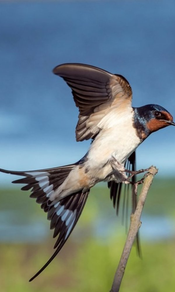 vincent_van_zalinge_pardal_azul_marron_1