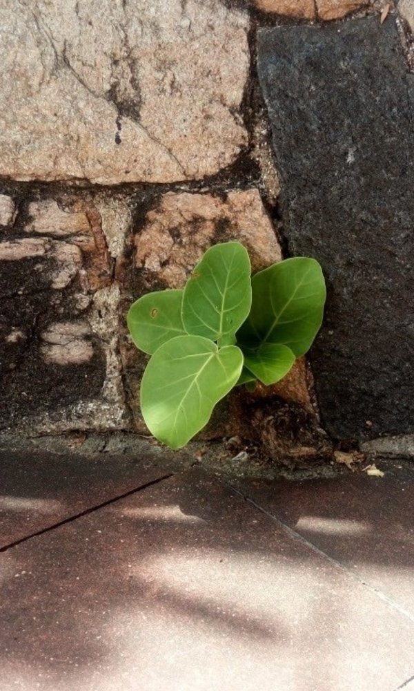 21_marco_plantas_jardim_convento_1