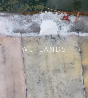 wetlands