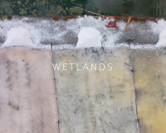 wetlands