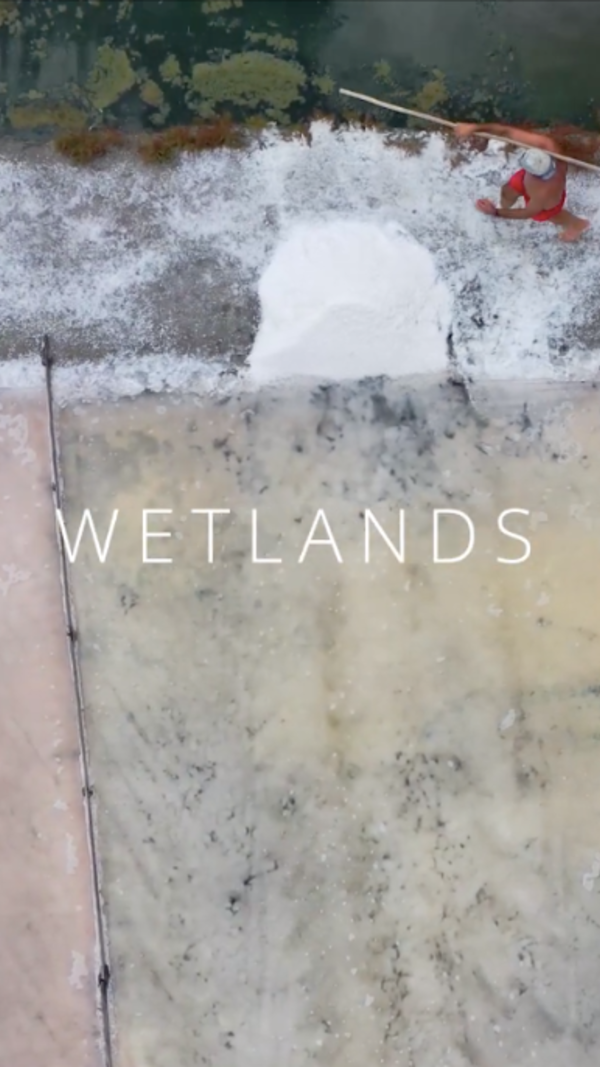 wetlands