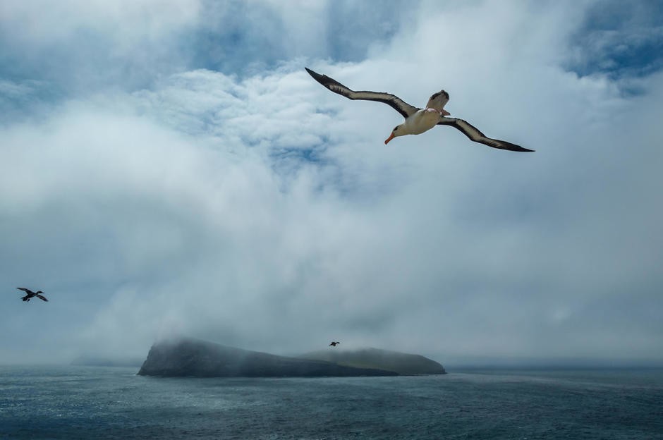 00005_01_albatross