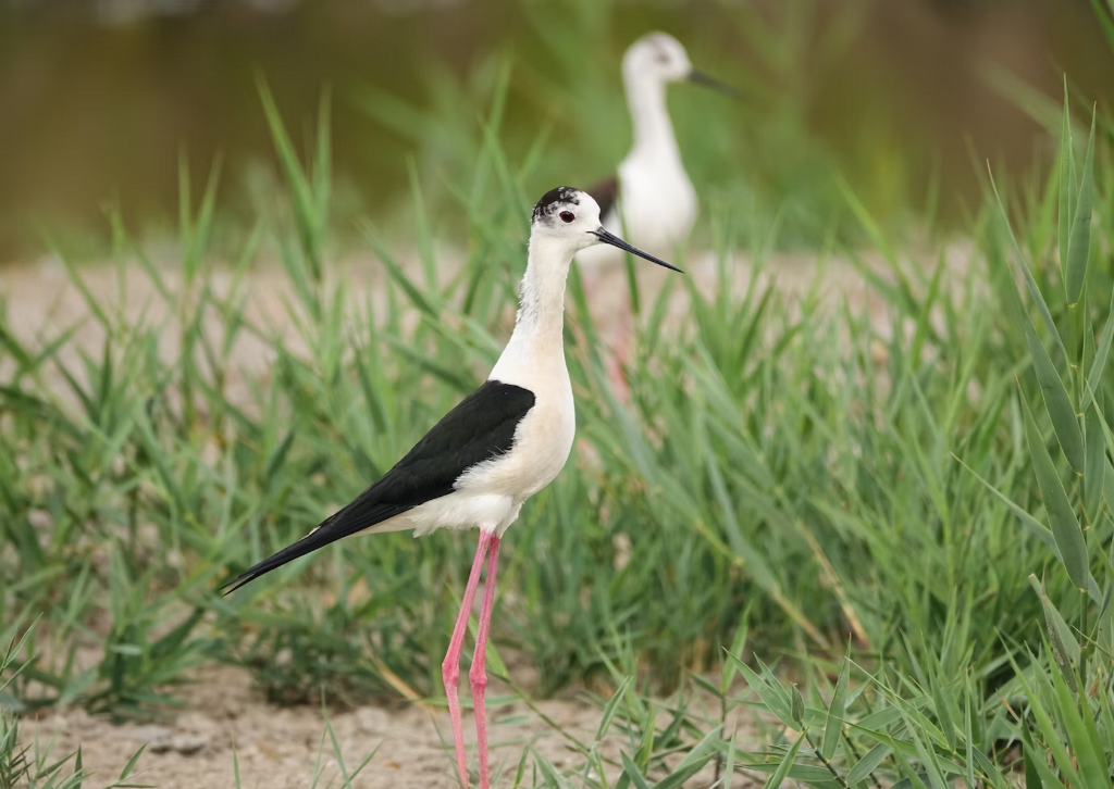 as_aves_das_salinas_2