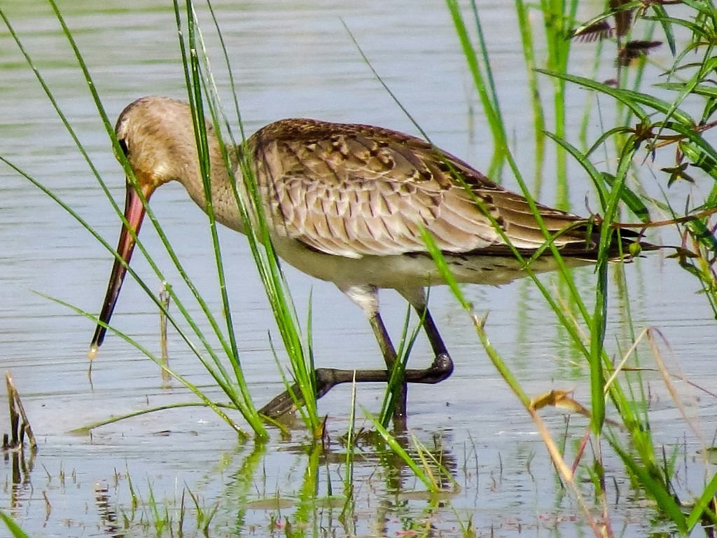 obs_aves_2