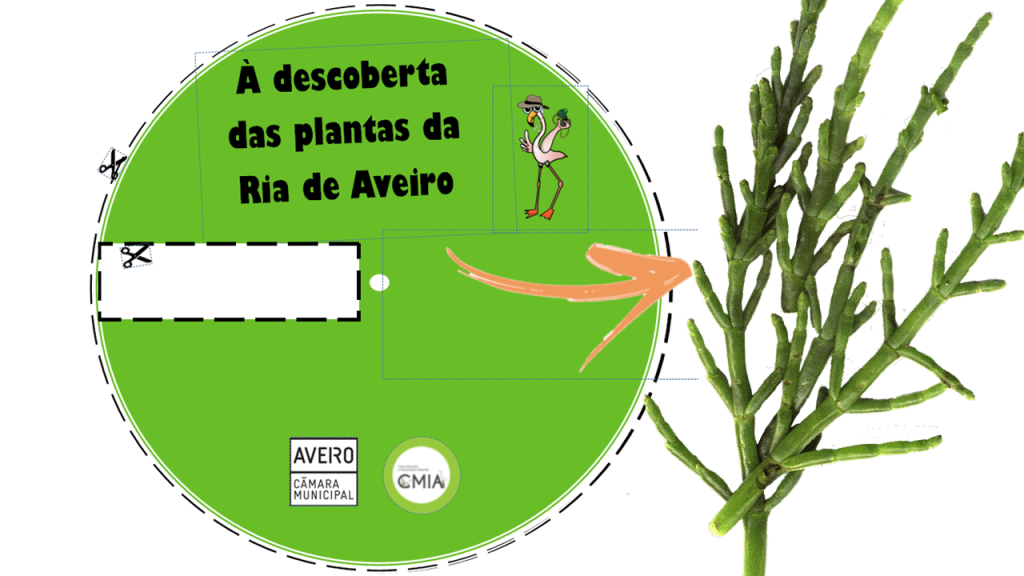 roda_das_plantas_