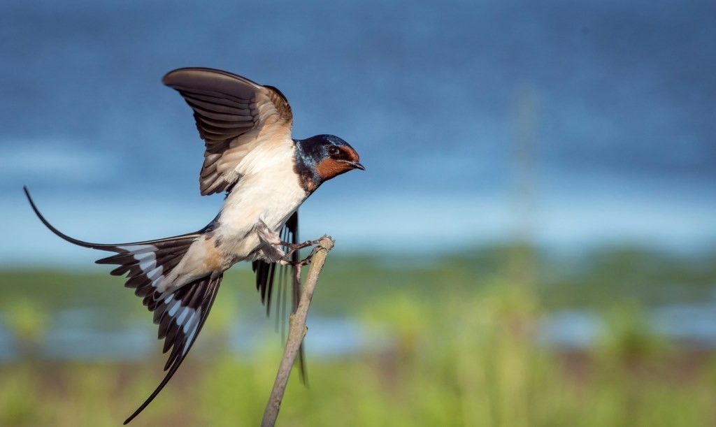 vincent_van_zalinge_pardal_azul_marron_2