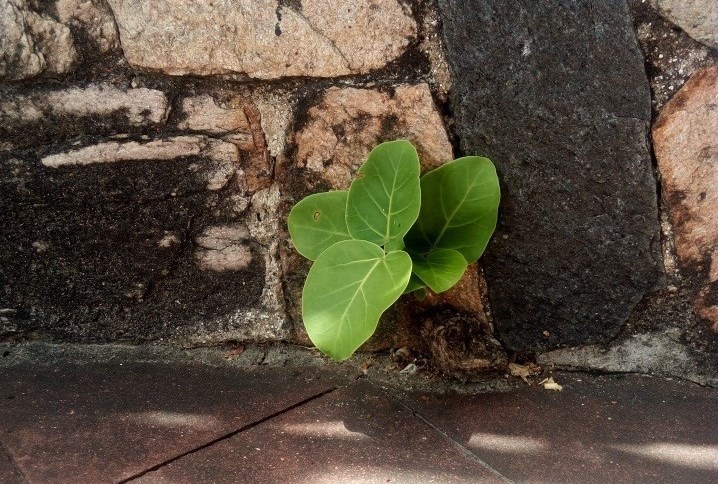 21_marco_plantas_jardim_convento_2