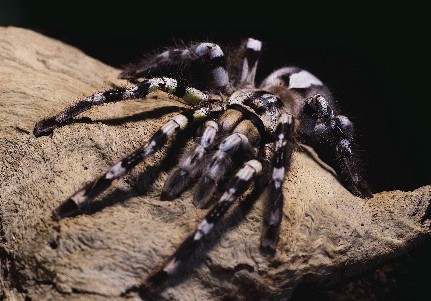 Viagem mundo aranhas agenda 1 1024 2500