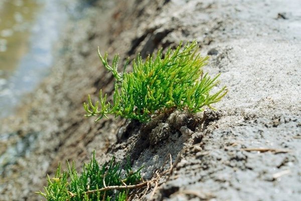 plantas