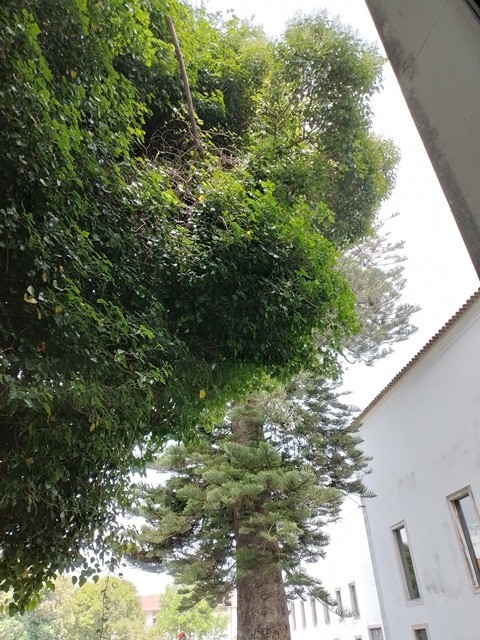 araucaria_cerca_outona_na_pintura_1