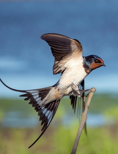 vincent_van_zalinge_pardal_azul_marron_1