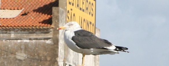 TARDES COM CULTURA EM SÃO JACINTO
