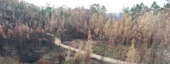 POSIÇÃO DA ANMP - LEI DEDESA FLORESTA