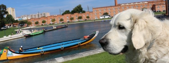 CMAVEIRO APRESENTOU A CAMPANHA “ANIMAIS DE COMPANHIA”