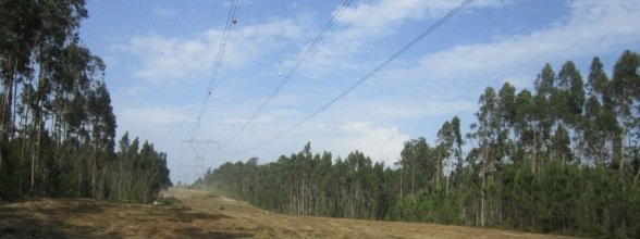 PLANO MUNICIPAL DE DEFESA DA FLORESTA EM CONSULTA PÚBLICA