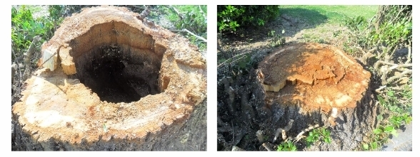 ÁRVORES DA PRAÇA CONSELHEIRO QUEIRÓS