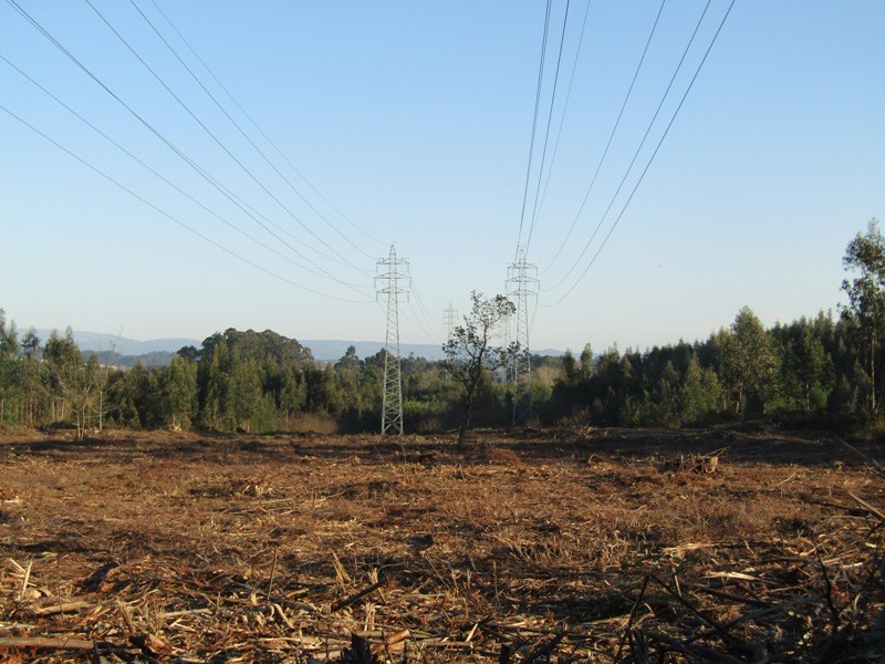 AÇÃO DE LIMPEZA DE VEGETAÇÃO NOS TERRENOS SOB AS LINHAS ELÉTRICAS
