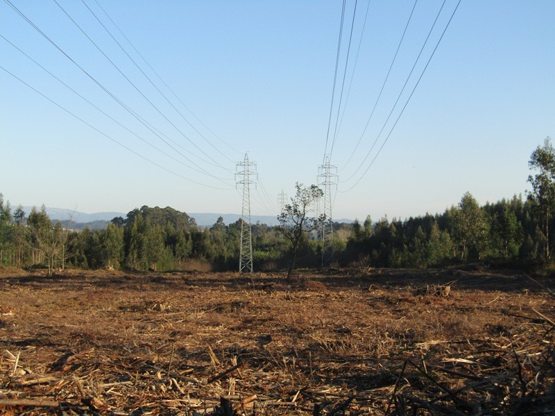 AÇÃO DE LIMPEZA DE VEGETAÇÃO NOS TERRENOS  SOB AS LINHAS ELÉTRICAS