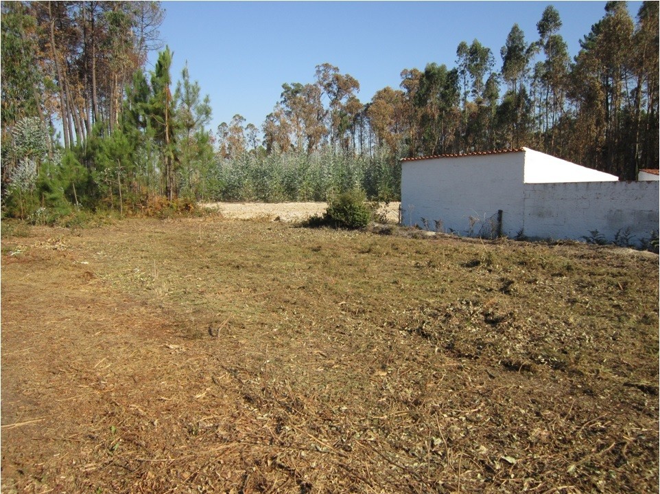 LIMPEZA DE VEGETAÇÃO NOS TERRENOS