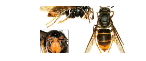 MUNICÍPIO COM APOIO FINANCEIRO PARA DESTRUIÇÃO DE NINHOS DE VESPA VELUTINA