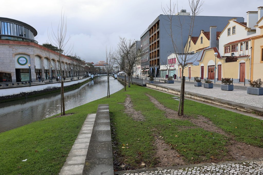 PLANTADAS 19 NOVAS ÁRVORES NA CIDADE