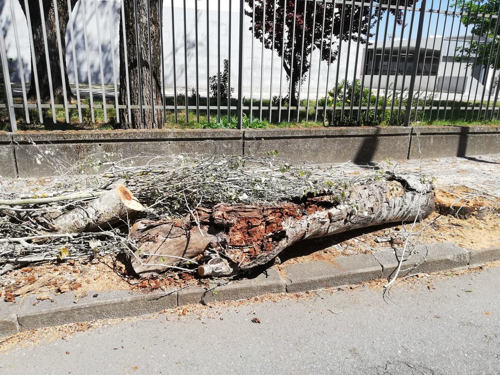 QUALIFICAÇÃO DO PARQUE ARBÓREO DA AVENIDA 25 DE ABRIL