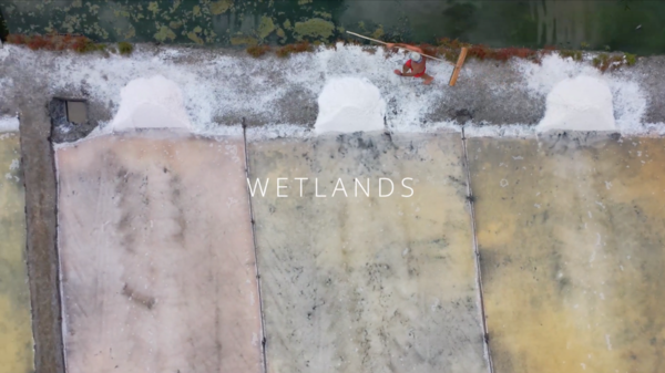 wetlands