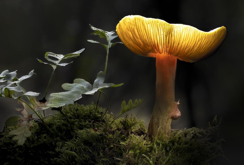 EXPOSIÇÃO DE BIODIVERSIDADE NO NOVO ECOCENTRO MUNICIPAL DE AVEIRO