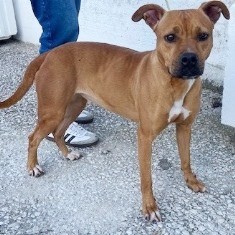 Cadela_abandonadaHVA