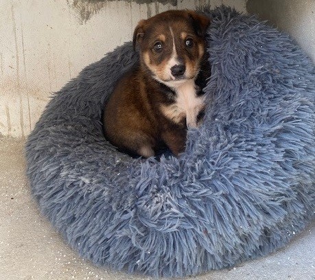 Cachorro Eixo 1