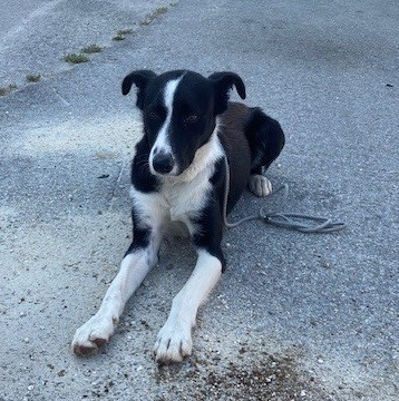 CÃO PERDIDO ZONA INDUSTRIAL DA TABOEIRA