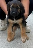 C&atilde;o encontrado em Esgueira